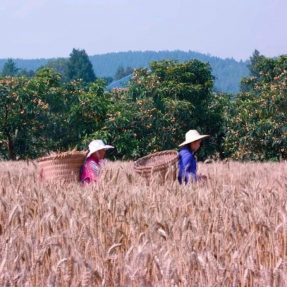 川北民間傳統(tǒng)文化紀錄片《川北舊事》第十二集 — 《雞殼子》