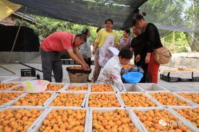 這才是我們值得慶祝的節(jié)日–“中國農(nóng)民豐收節(jié)”