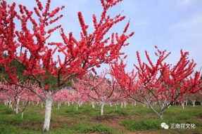 【大事件】鄉(xiāng)風文明之花開遍正覺寺村