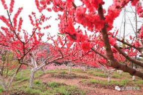 《寺外桃源講花卉》– 樹狀月季的春季追肥和養(yǎng)護(hù)要點(diǎn)