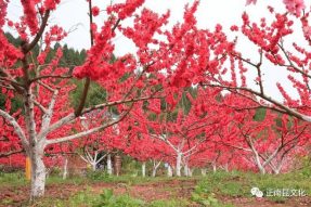 《寺外桃源講花卉》– 桃花朵朵，如何取舍